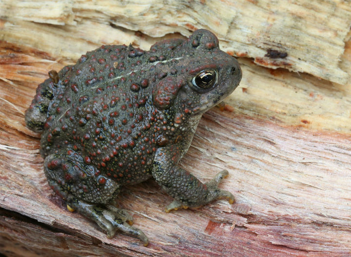 California Toad